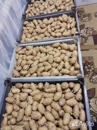 Семенной картофель