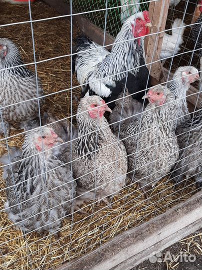 Яйцо от брама тёмная