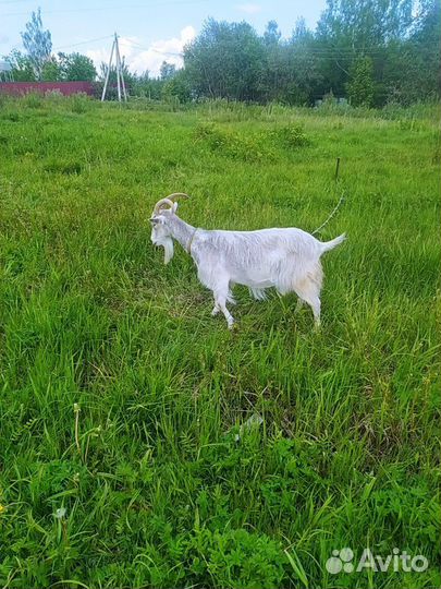 Продам коз 3 года