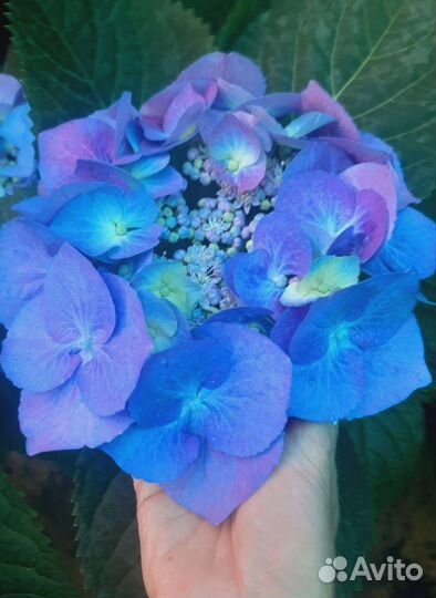 Гортензия крупнолистная саженцы