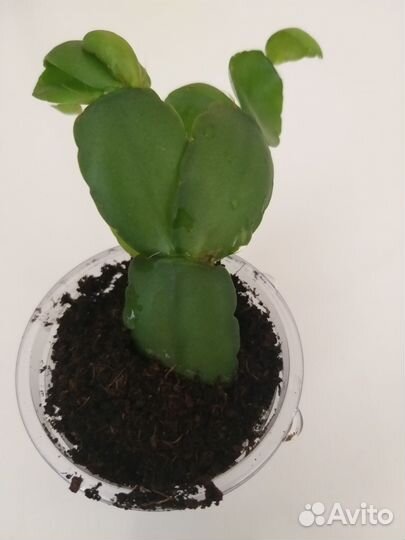 Рипсалидопсис