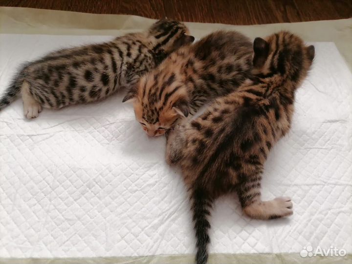 Бенгальская кошка
