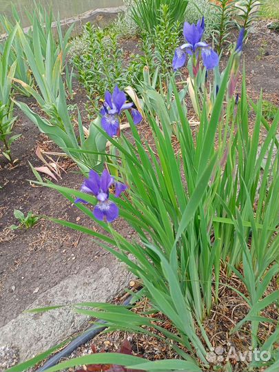 Сортовые ирисы многолетники