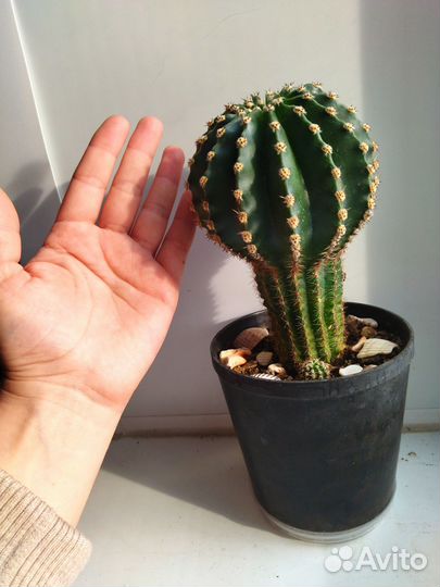 Кактусы малыши микс