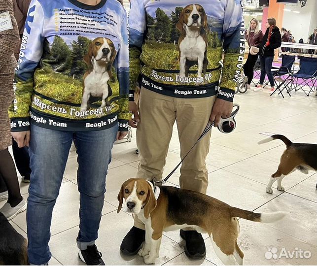 Бигль вязка