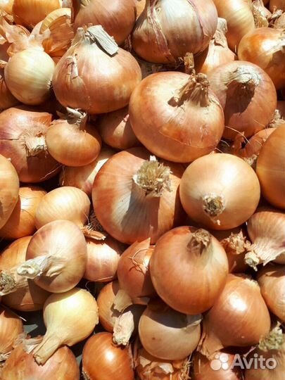 Лук на посадку на перо. Штутгарт и Стардаст