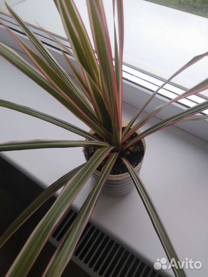 Пальма драцена