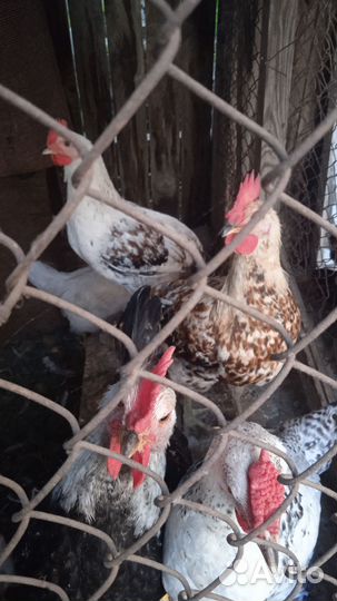 Куры петухи