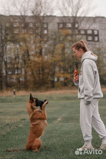 Услуги кинолога