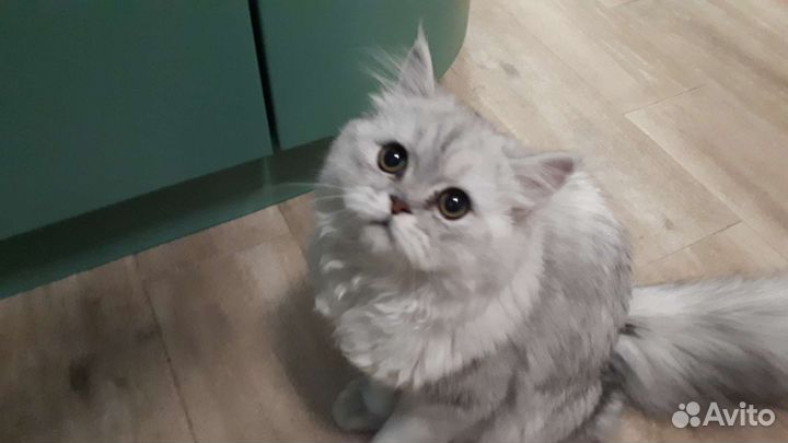 Персидская шиншилла
