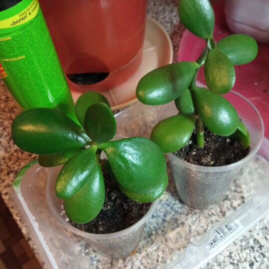 Комнатные цветы разные