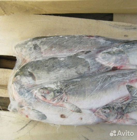 Горбуша н/р