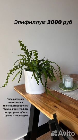 Комнатные растения: стерилиция, эпифилум