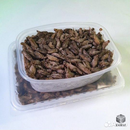 Замороженные сверчки