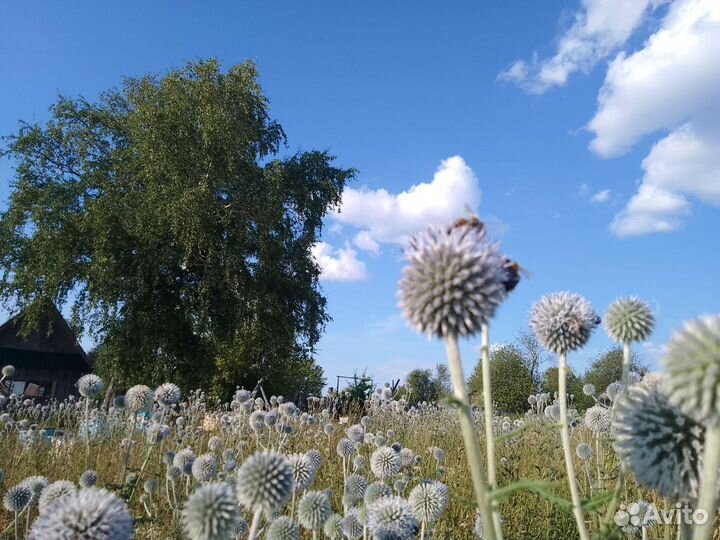 Мордовник шароголовый