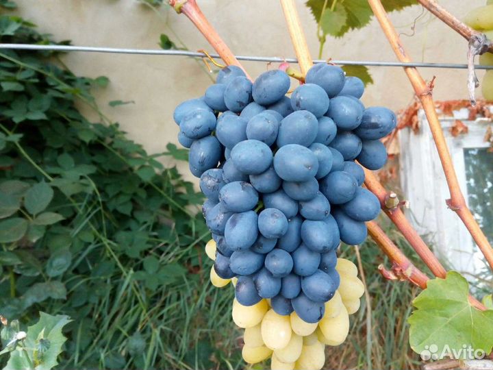 Вегетирующие саженцы винограда