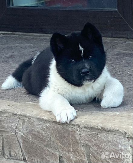 Американская акита