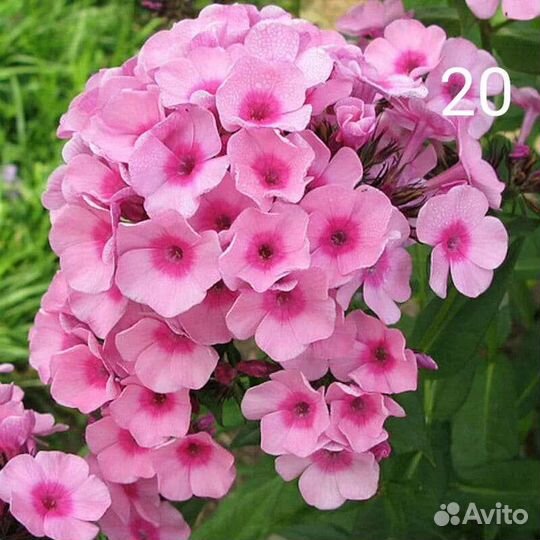 Флоксы многолетние