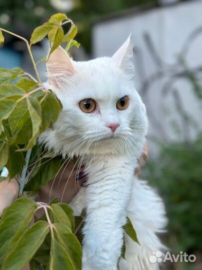 Турецкая ангора