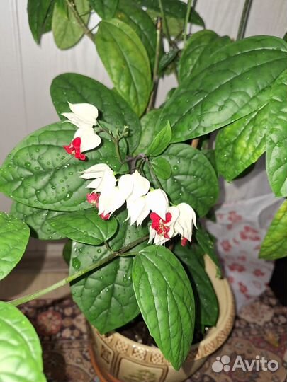 Продам клеродендрум