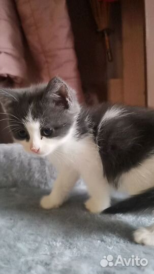 Котята в дар