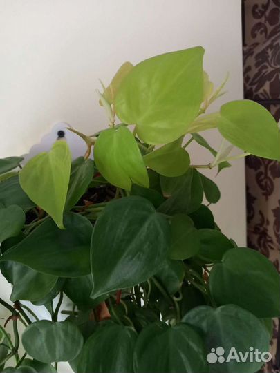 Филодендроны