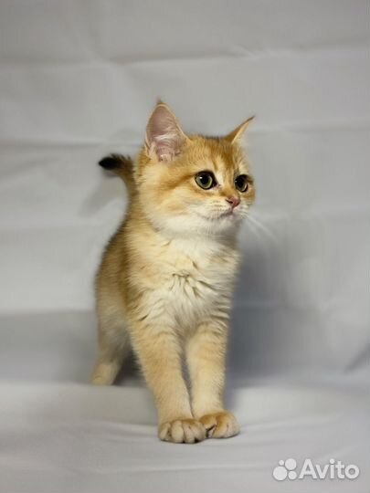 Котята британские золотые шиншиллы