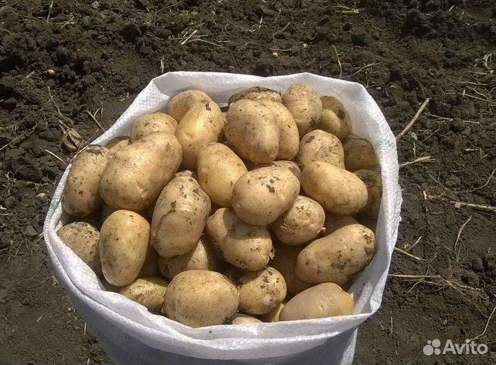 Картофель деревенский, домашний, на еду