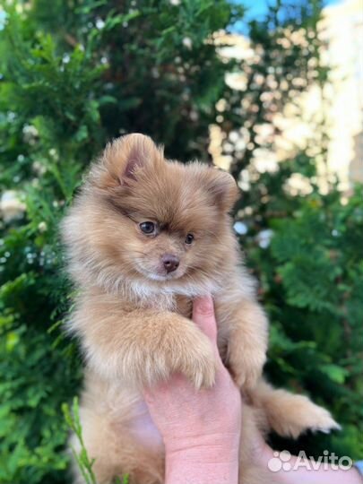 Щенки померанского шпица