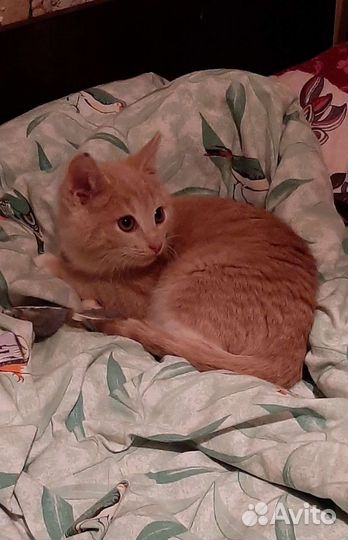 Рыжий малыш из развалин