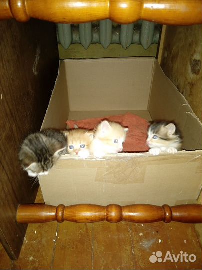 Котята в добрые руки