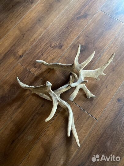 Рога оленя