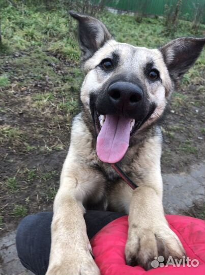 Собака в добрые руки