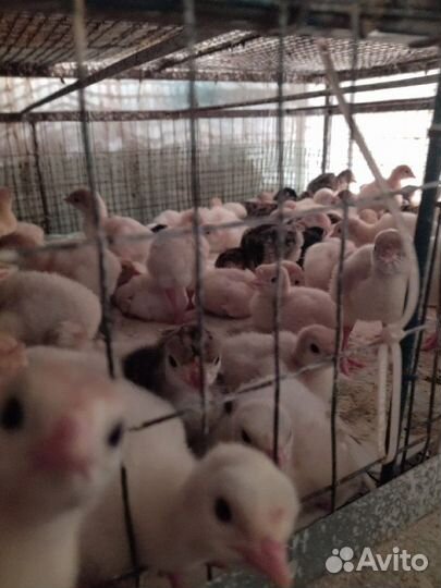 Инкубационное яйцо индейки