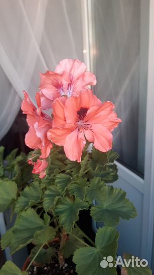 Королевская пеларгония (герань)