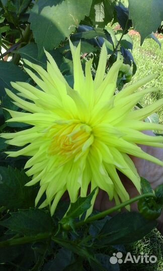 Домашние заготовки, мед