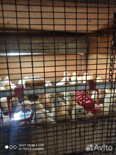 Гусята, утята, цыплята-бройлеры, цесарки