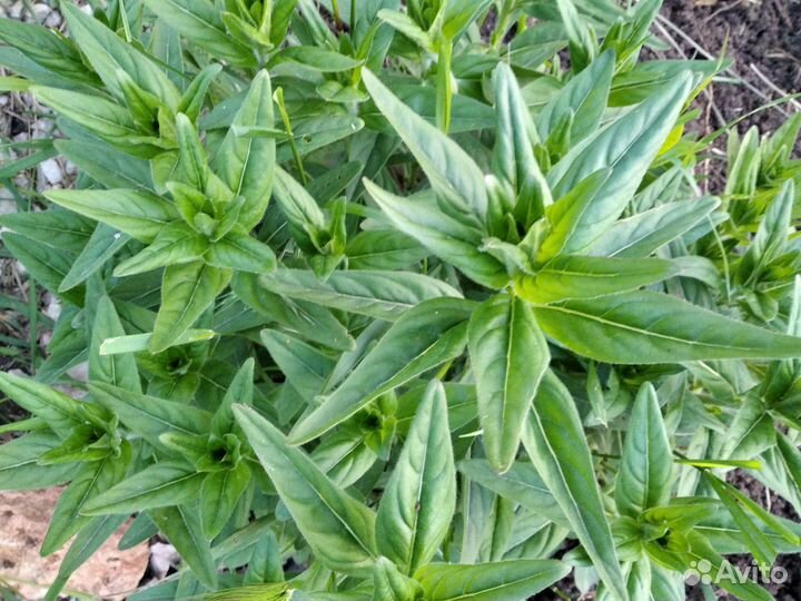 Цветы многолетники