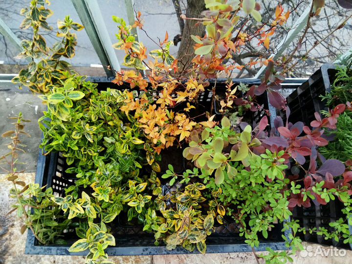 Декоративные кустарники