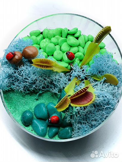 Композиция с венериной мухоловкой