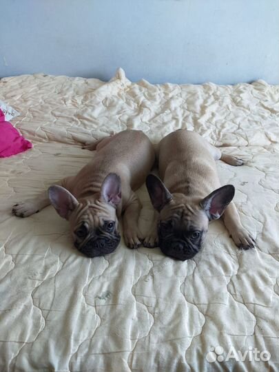 Бульдог французский щенки ищут дом