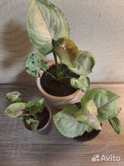 Сингониумы разные