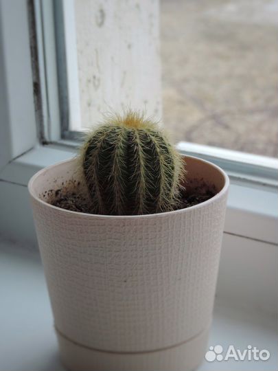 Кактусы и суккуленты