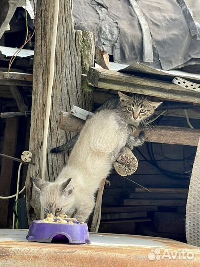 Котята в добрые руки бесплатно
