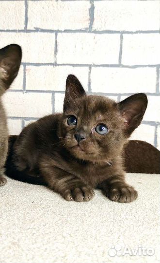 Бурманская