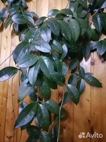 Комнатные цветы разные