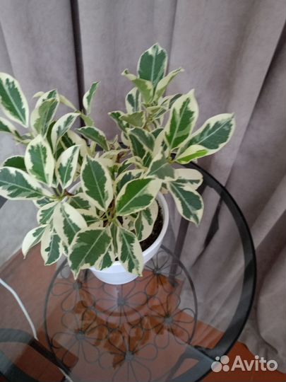 Фикус ретуза гавайская