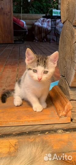 Котята 2 месяца,к лотку приучены