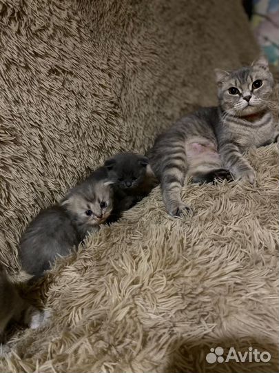 Кошки