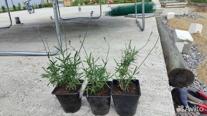 Лаванда, гортензия Лето